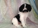 White and black, female cockapoo puppy for sale #11